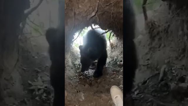 Сербский блогер залез в берлогу к медведю. смотреть онлайн