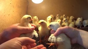 Как определить пол цыпленка