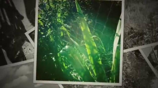 As Soon as I Find My Shoes I'm Gone by Ferron смотреть онлайн