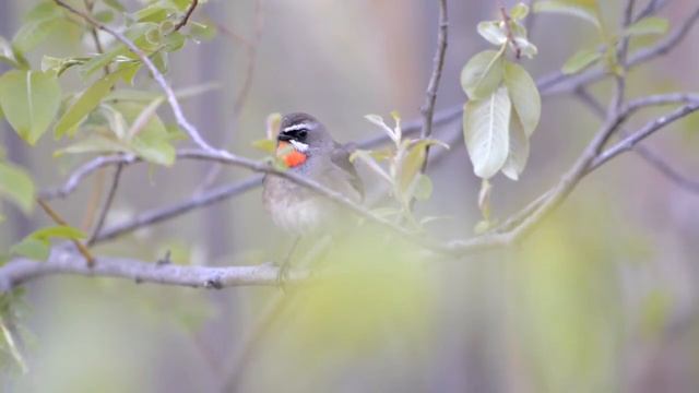Соловей-красношейка (Siberian Rubythroat) смотреть онлайн