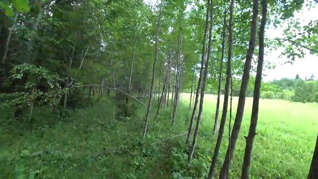 Отличные грибы !!!6 июля 2019 2 часть смотреть онлайн