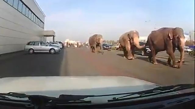 Слоны гуляют по автостоянке около гипермаркета «АЛМИ» в Гродно смотреть онлайн