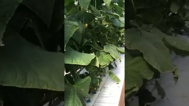 Мамлюк 2 оборот, малообьемка, Лабинск смотреть онлайн