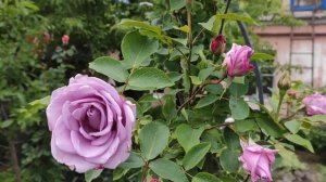 Роза плетистая ИНДИГОЛЕТТА. Обзор сорта.