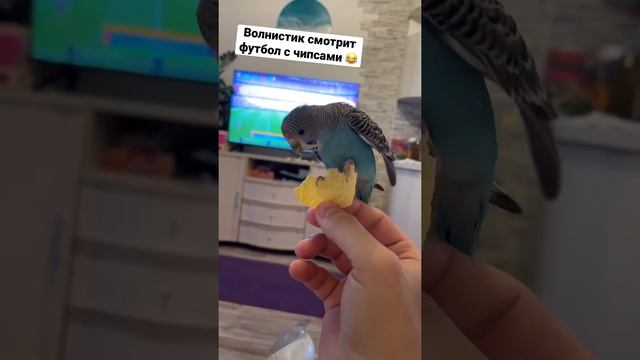Волнистый попугай ? умеет вкусно смотреть футбол ⚽️