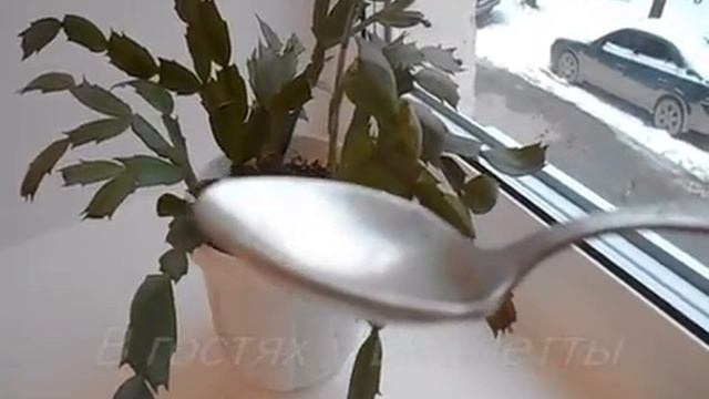 Комнатные растения/ Шлюмбергера усечённая смотреть онлайн