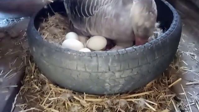 Подкладываем яйца под гусыню. смотреть онлайн