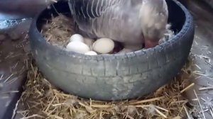 Подкладываем яйца под гусыню.