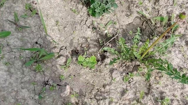 СУП из КРАПИВЫ / ОГОРОД 2021 - ещё рассада?  Обычные будни мамы трёх деток @mamalife8317