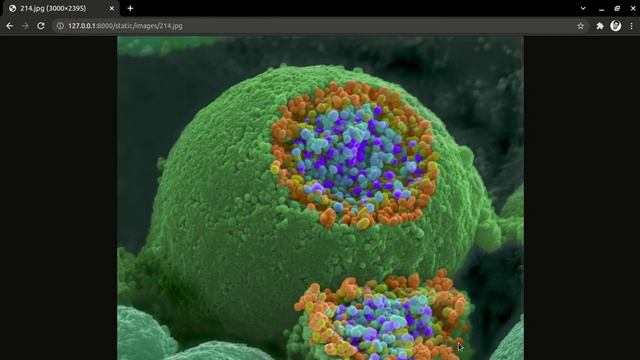 presentation of a website created by django framework смотреть онлайн