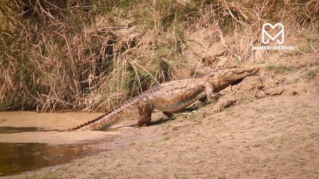 HIPOPÓTAMO SALVO GNU DE CROCODILO смотреть онлайн