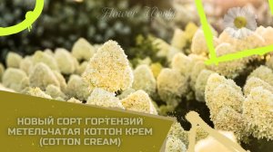 Новый сорт гортензии метельчатая Коттон Крем (Cotton Cream)?.