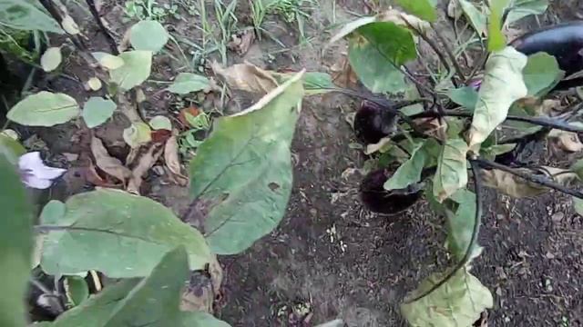 Баклажаны сорта: Черный красавец, Мечта дачника, Скороспелый 148, Снежный. Уборка урожая. смотреть онлайн