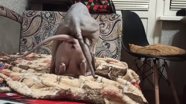 Сфинкс вязку. Донской сфинкс Стич вяжет полненькую кошечку. Sphynx mating. Cat love смотреть онлайн