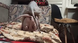 Сфинкс вязку. Донской сфинкс Стич вяжет полненькую кошечку. Sphynx mating. Cat  love