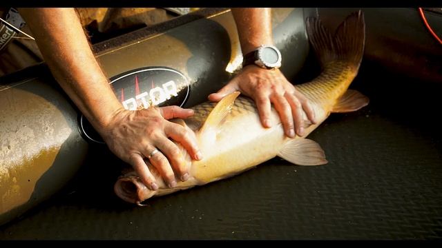 Ловля карпа летом в завоз (Заречье, август 2022) смотреть онлайн