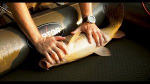 Ловля карпа летом в завоз (Заречье, август 2022)