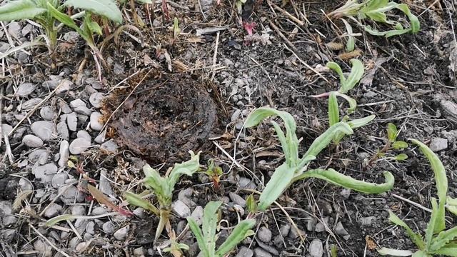 Посадили фундук, вишню. Обзор огорода, рассады в середине апреля. //Валентина Земскова. смотреть онлайн