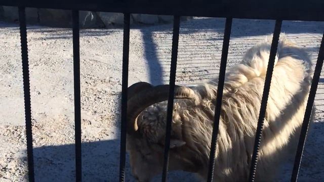 Овца святого Якова смотреть онлайн