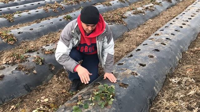 03_21 самый простой способ размножить клубнику. как размножить землянику садовую.