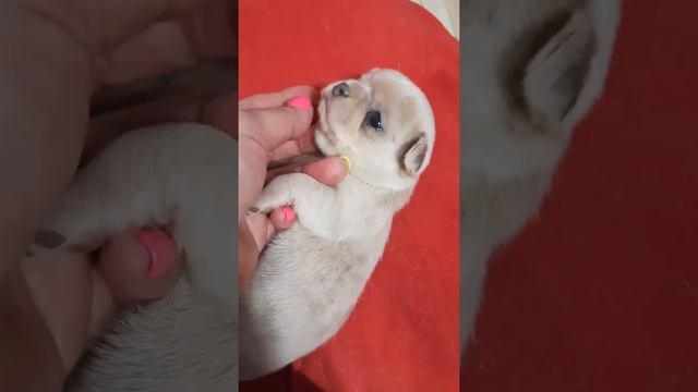 #МЕРЛЕ #чихуахуа мраморные щенки Гермиона и Гарри питомник чихуахуа Кастропуло Крым продажа #купить смотреть онлайн