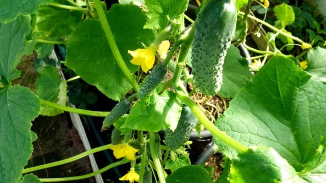 Полил огурцы этим и теперь весь в огурцах, плодоносят больше всех смотреть онлайн