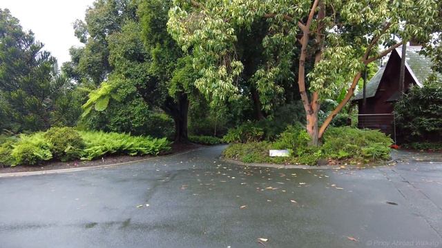 Walking in the Rain on St. Kilda Road Melbourne to Royal Botanic Garden | Umbrella Rain Ambience смотреть онлайн