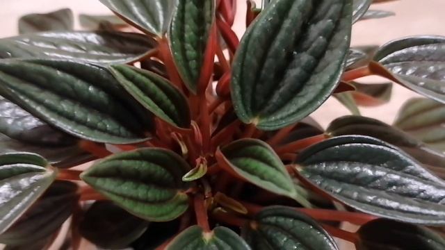 PEPEROMIA ROSSO - ПЕПЕРОМИЯ РОССО
