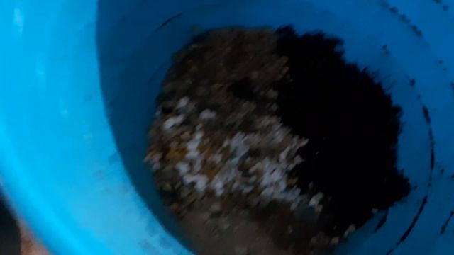 МОИ ПОТЕРЯШКИ! Посадка сансевиерии. 29.09.2022. смотреть онлайн