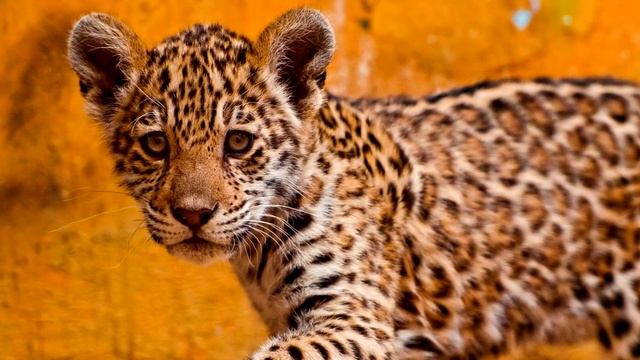 Обязанности людей смотреть онлайн