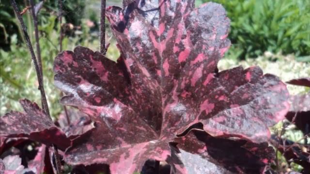 #Гейхеры #Сад цветов Екатерины Ляшенко смотреть онлайн