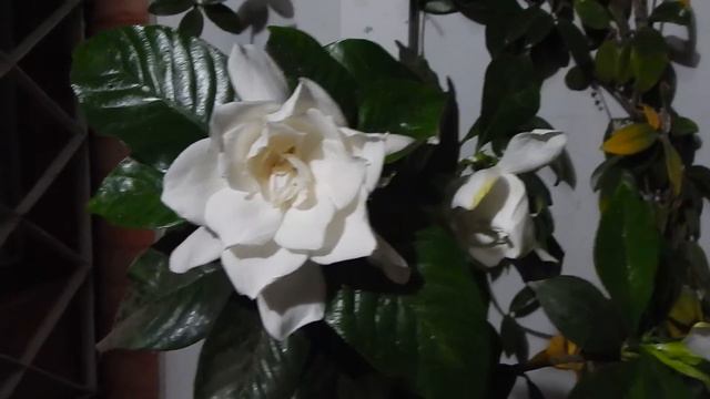 #jazmines de mi casa....