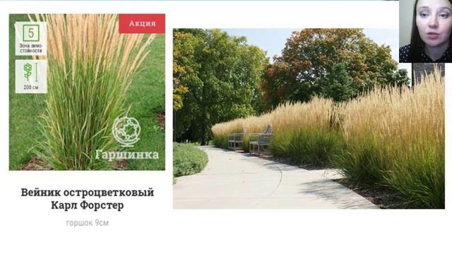 Декоративные злаки смотреть онлайн