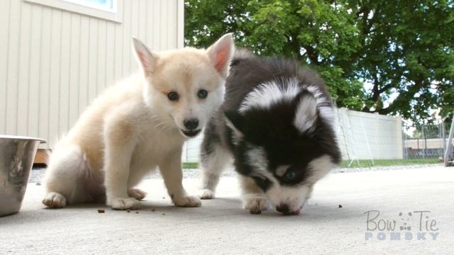 Best Bowtie Pomsky Love - My first Pomsky Puppies and addiction to this beautiful crossbreed. смотреть онлайн