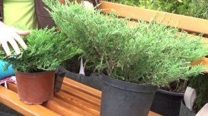 Можжевельник Андора компакта