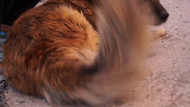 у животных тоже ЭТО бывает... смотреть онлайн