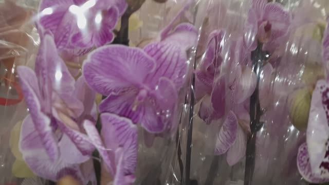 АШАН .ОБЗОР ОРХИДЕЙ// 9.03.24// смотреть онлайн