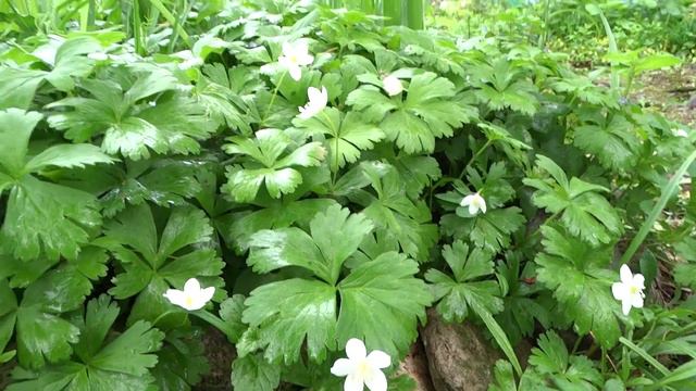 Ветреница гладкая — Anemone glabrata. смотреть онлайн