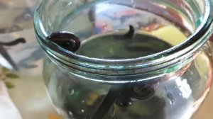 УТИЛИЗАЦИЯ ПИЯВОК В РАЗНЫХ СТРАНАХ: ЧТО ДЕЛАТЬ С ПИЯВКОЙ ПОСЛЕ ИСПОЛЬЗОВАНИЯ