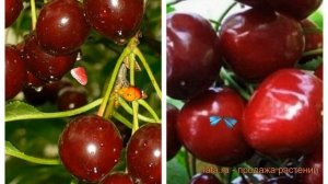 Вишня плодовая Харитоновская-Эффектная ? обзор: как сажать, саженцы вишни Харитоновская-Эффектная