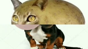 Мышка Сосиска Собачка Жвачка Кошка Картошка Куку Я Немножко  часовая версия