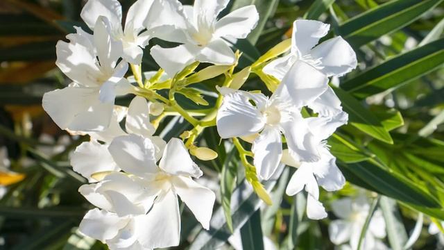Oleander смотреть онлайн