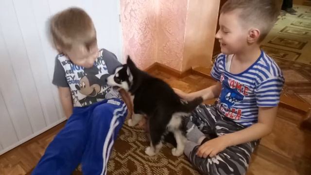 Щенок Хаски 2 месяца, первые дни в нашей семье. смотреть онлайн