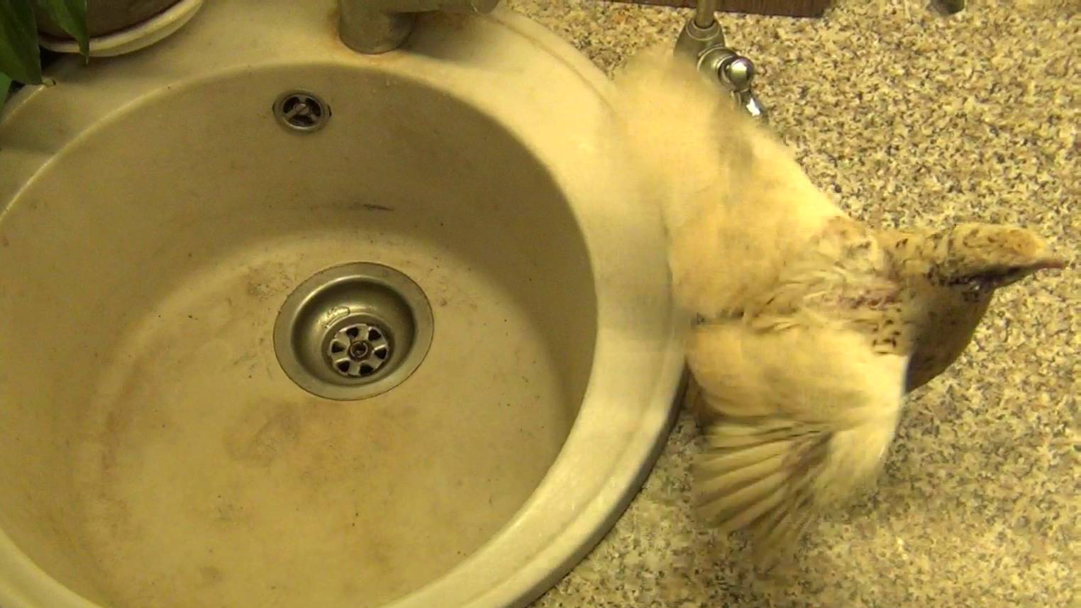 Перепелёнок