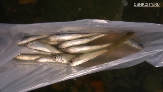 Соревнования по рыбной ловле в Осинниках смотреть онлайн