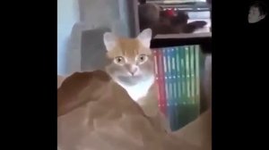 ВСЁ О РАСТЕНИЯХ В РАСТЕНИЯ ПРОТИВ ЗОМБИ (Plants Vs Zombies Секретные Растения #3)