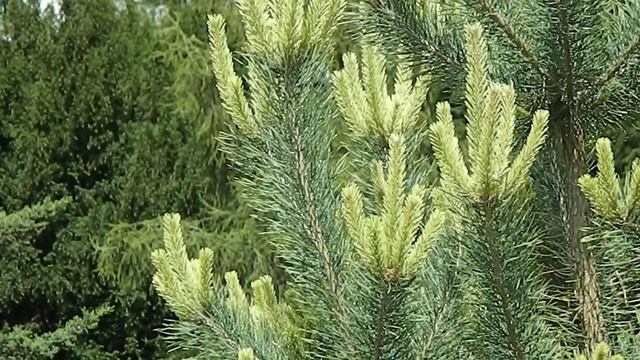 Pinus sylvestris Candlelight смотреть онлайн