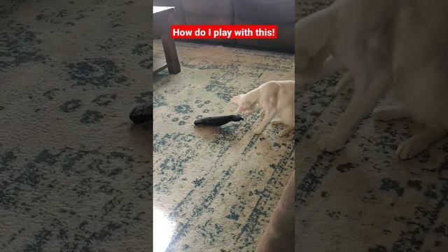 Ghosty, the oriental shorthair cat, isn't sure how to play with this odd floppy fish toy. смотреть онлайн