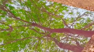 VR/AR Video Player | MOON VR Player | Oculus Quest