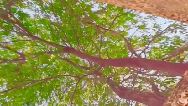 VR/AR Video Player | MOON VR Player | Oculus Quest